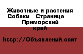 Животные и растения Собаки - Страница 9 . Приморский край